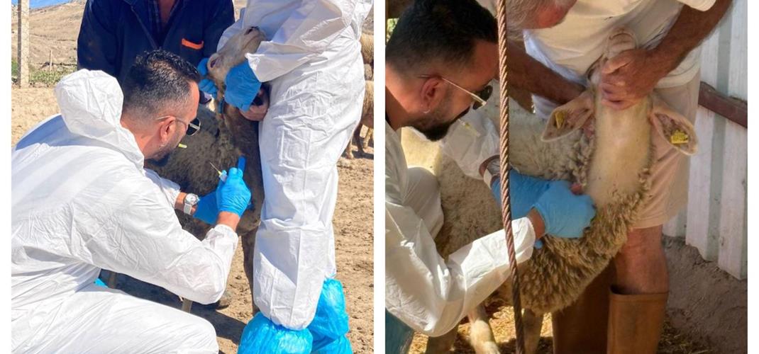 Denizli ili Buldan ve Sarayköy İlçelerinde hayvan hastalıkları ile mücadele kapsamında saha çalışmamız